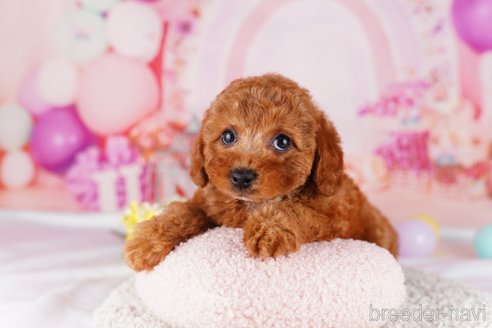 成約済の茨城県のトイプードル-283357の3枚目